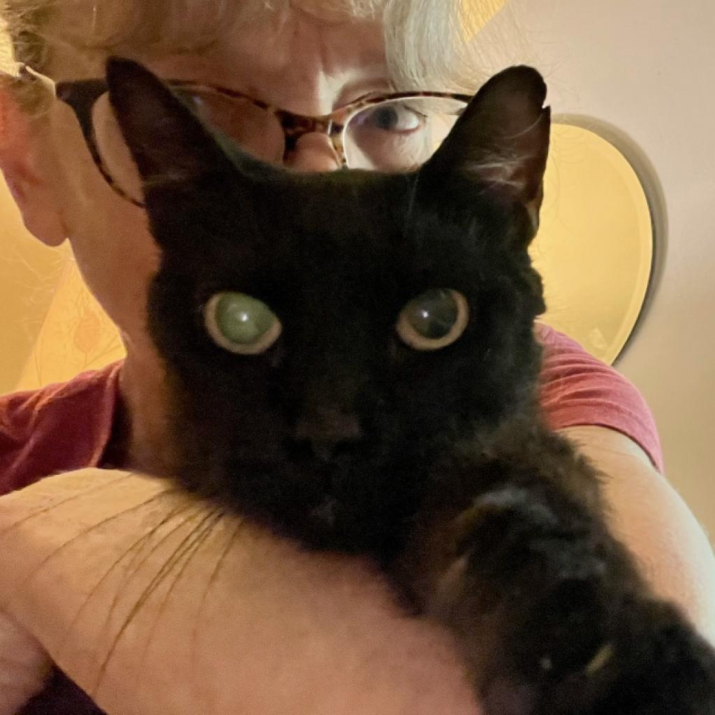 Auntie Em, a Adoptable Domestic Short Hair in St. Louis, MO image 2/6