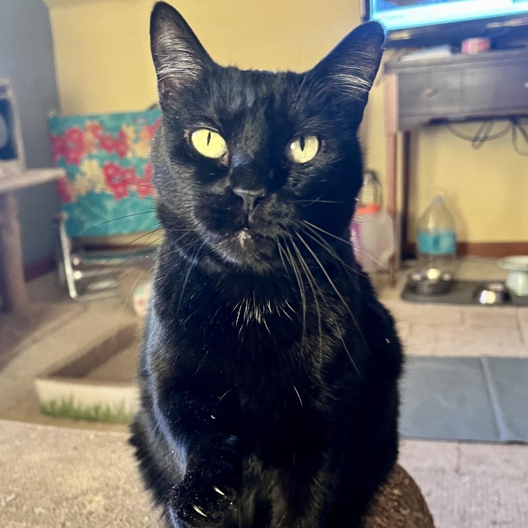 Auntie Em, a Adoptable Domestic Short Hair in St. Louis, MO image 4/6