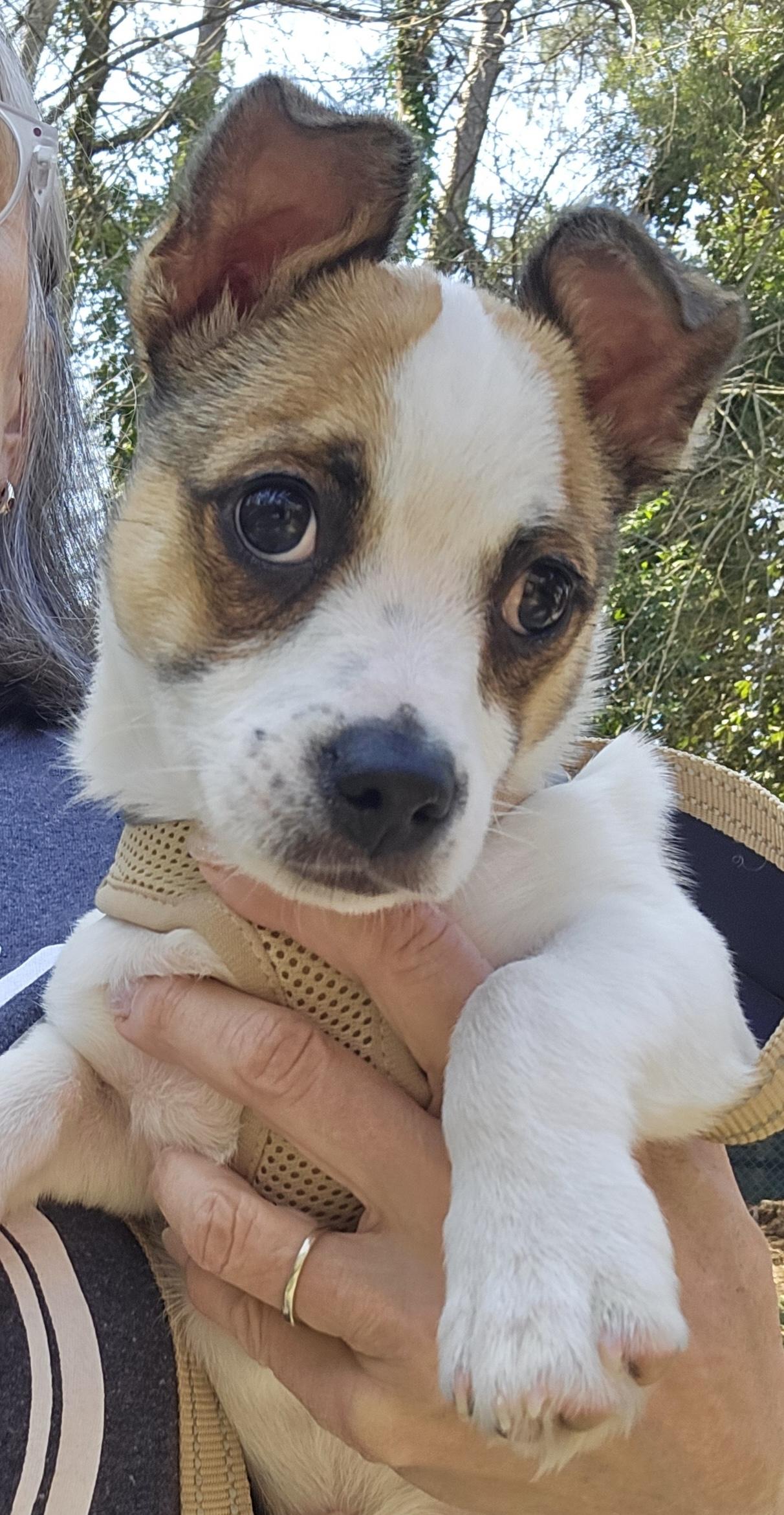 Barney, ADOPTABLE, Young Male Jack Russell Terrier & American Staffordshire Terrier.