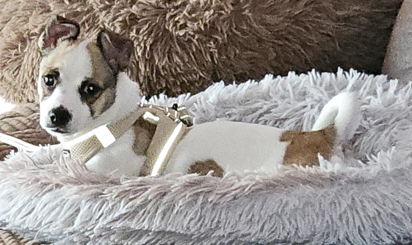 Enlarge Barney, a ADOPTABLE Jack Russell Terrier in warrenville, SC image 2/5