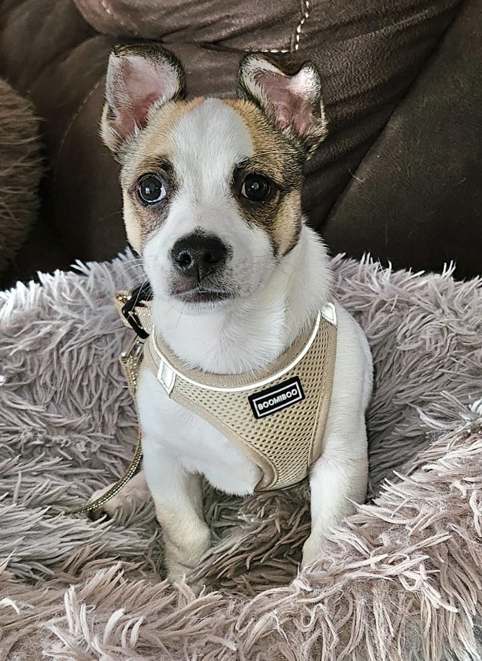 Enlarge Barney, a ADOPTABLE Jack Russell Terrier in warrenville, SC image 3/5