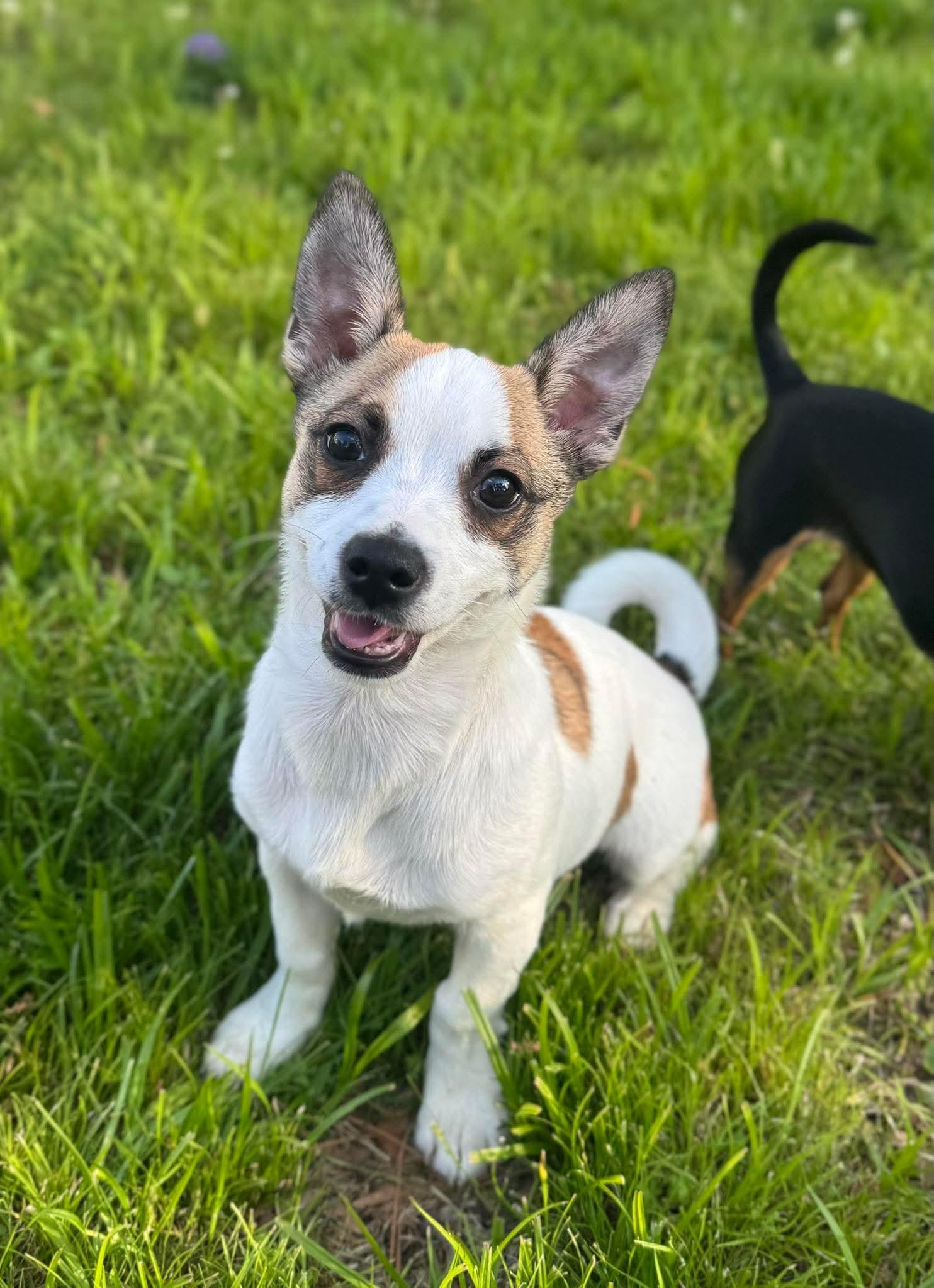 Barney, adopted, Young Male Jack Russell Terrier.