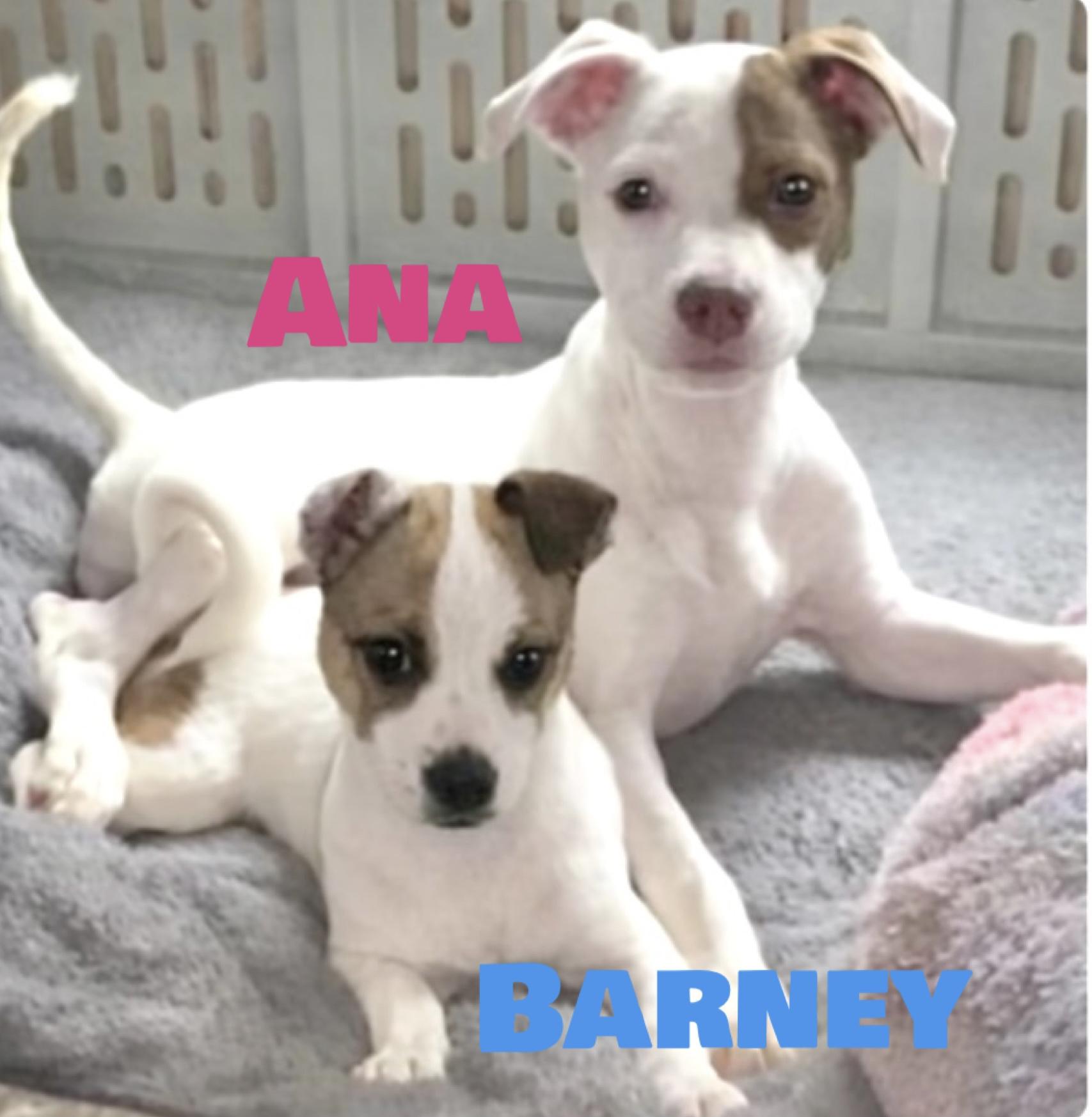 Enlarge Barney, a ADOPTABLE Jack Russell Terrier in warrenville, SC image 5/5