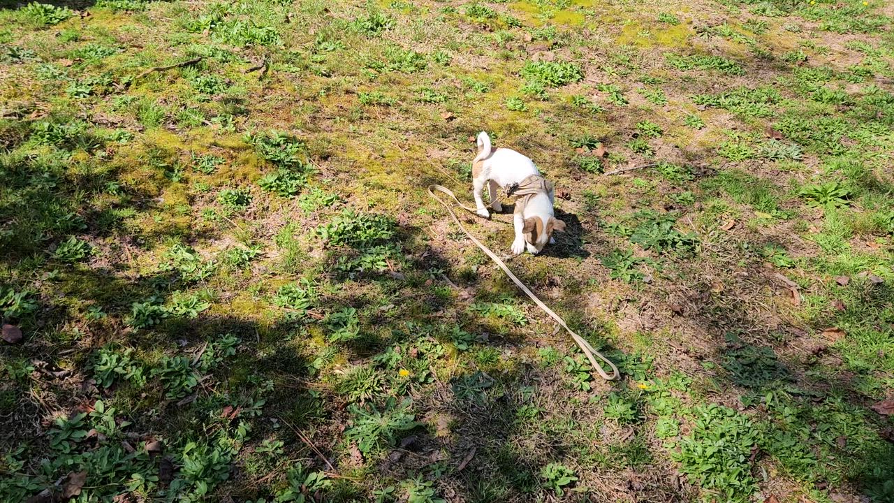 Enlarge Barney, a ADOPTABLE Jack Russell Terrier in warrenville, SC video 4/5