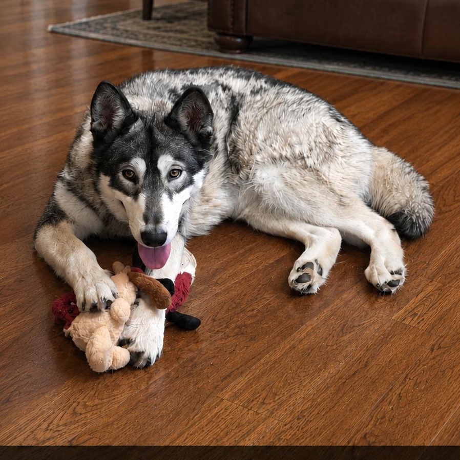Promise, Adoptable, Adult Female Husky.