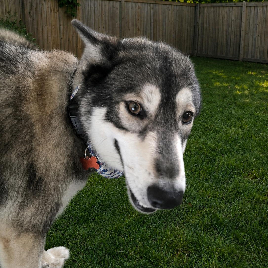 Enlarge Promise, a Adoptable Husky in Springfield, MO image 5/6