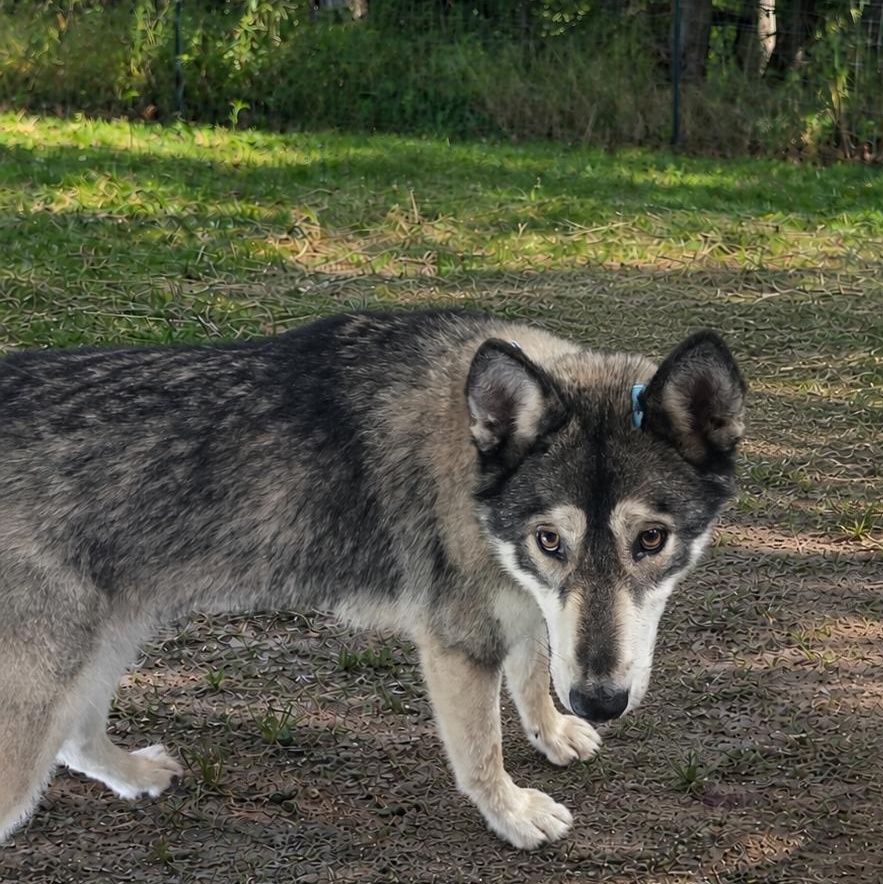 Enlarge Promise, a Adoptable Husky in Springfield, MO image 4/6