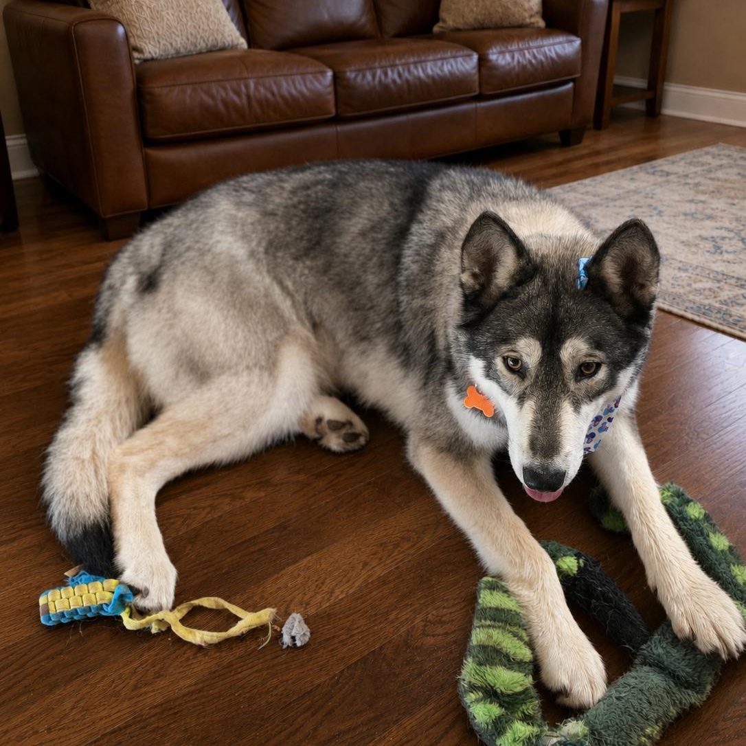 Enlarge Promise, a Adoptable Husky in Springfield, MO image 3/6