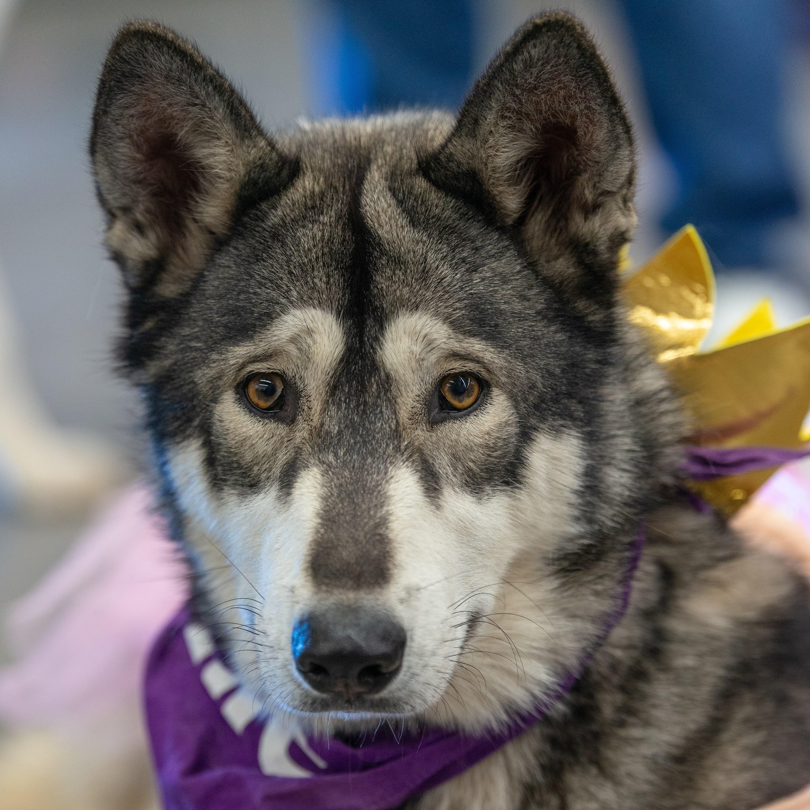 Enlarge Promise, a Adoptable Husky in Springfield, MO image 6/6