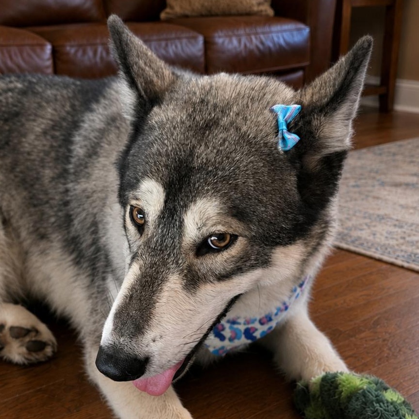 Enlarge Promise, a Adoptable Husky in Springfield, MO image 2/6