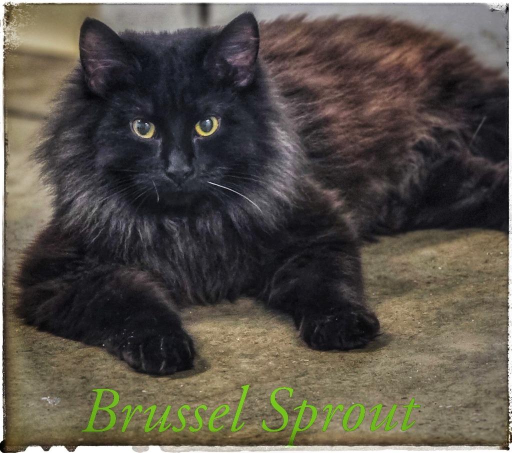 Enlarge Brussel Sprout, a Adoptable mixed breed in Gold Beach, OR image 1/2