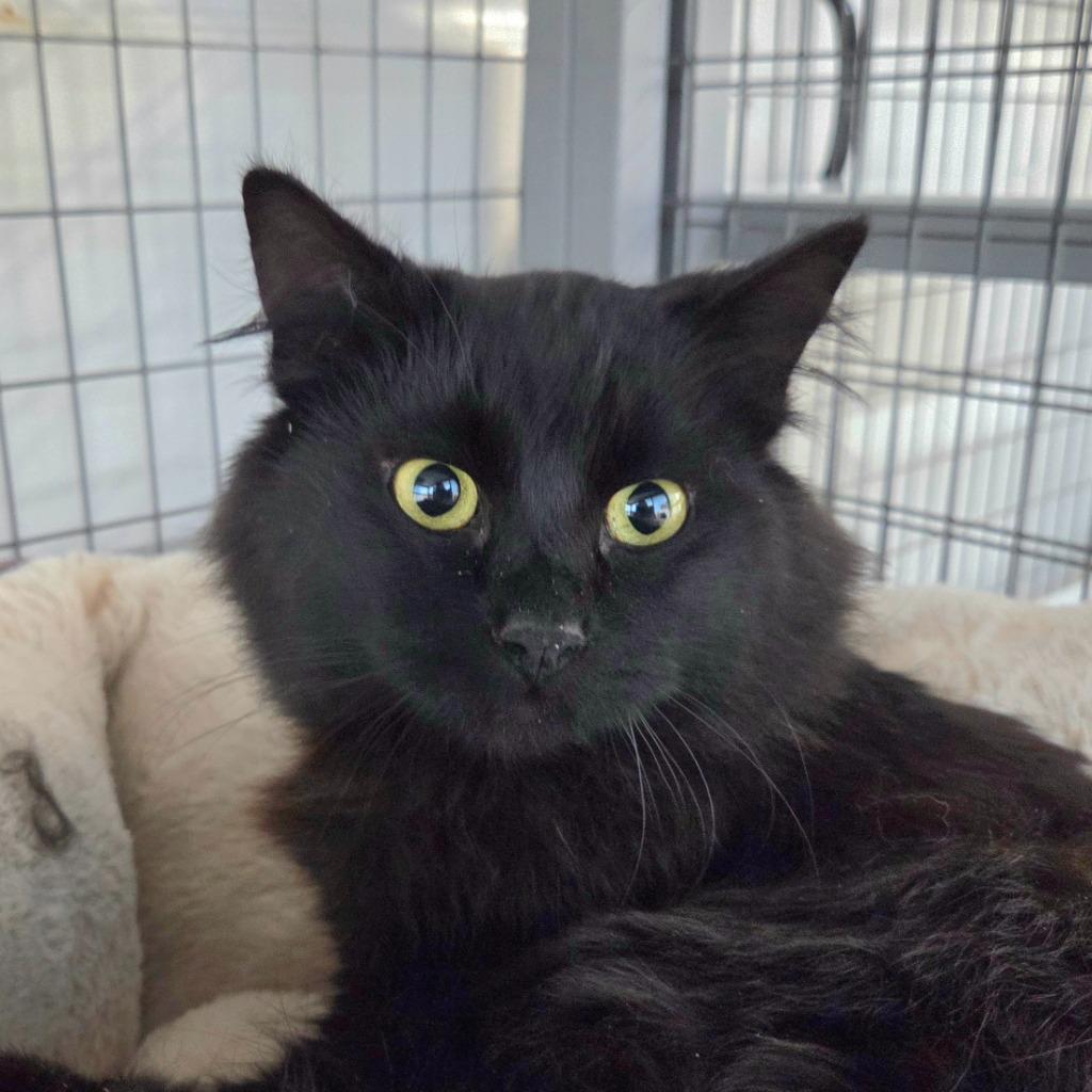 Enlarge Brussel Sprout, a Adoptable mixed breed in Gold Beach, OR image 1/1