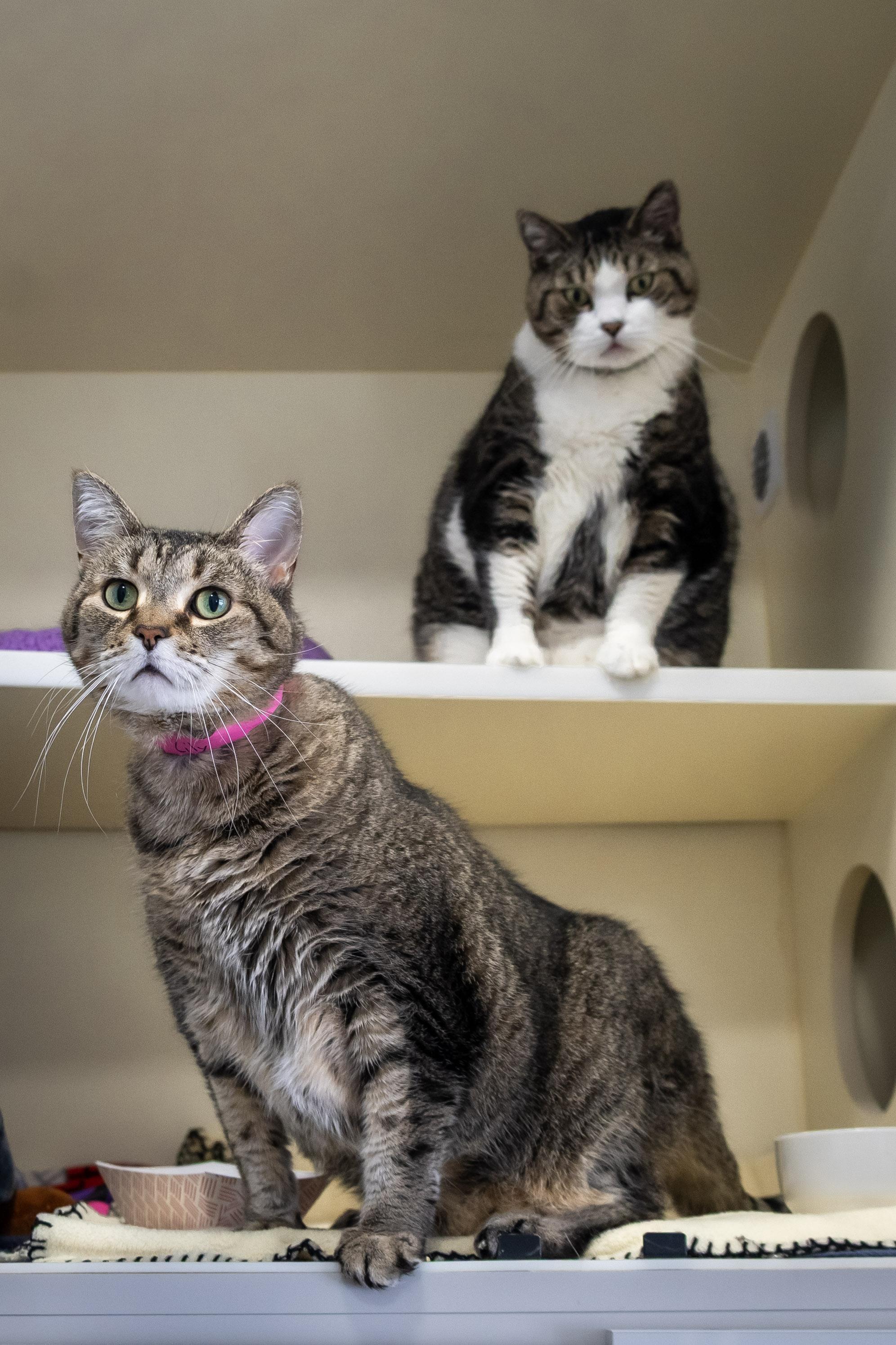 Lord Byron, an adoptable Domestic Short Hair in Victor, NY image 6/6