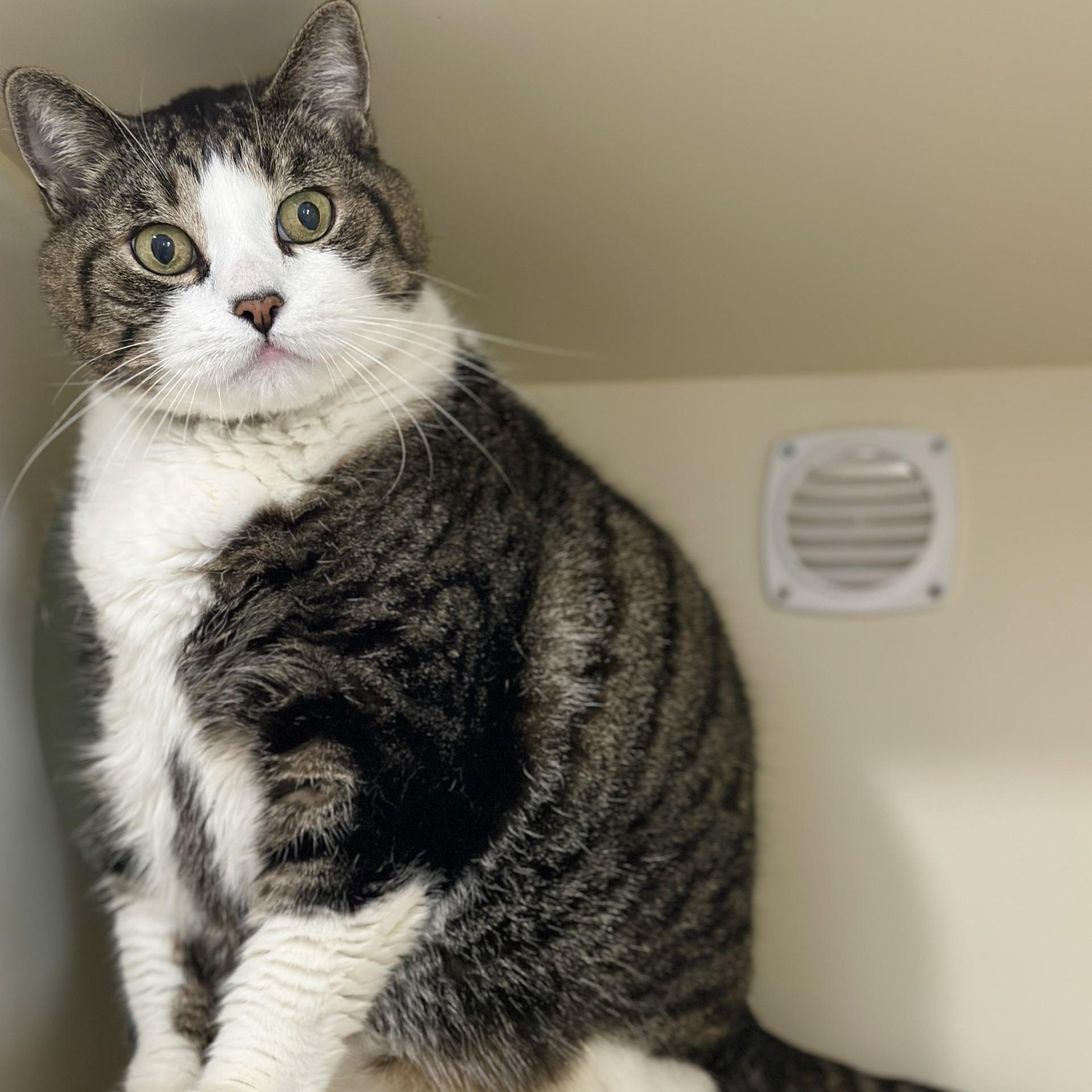 Lord Byron, an adoptable Domestic Short Hair in Victor, NY image 5/6