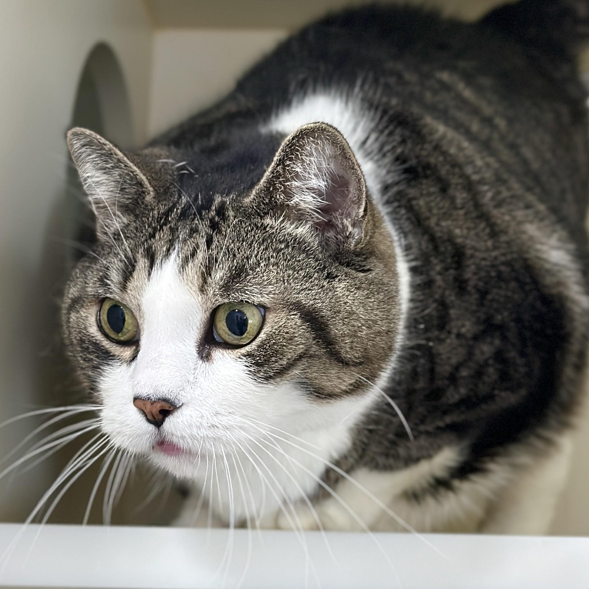 Lord Byron, an adoptable Domestic Short Hair in Victor, NY image 3/6