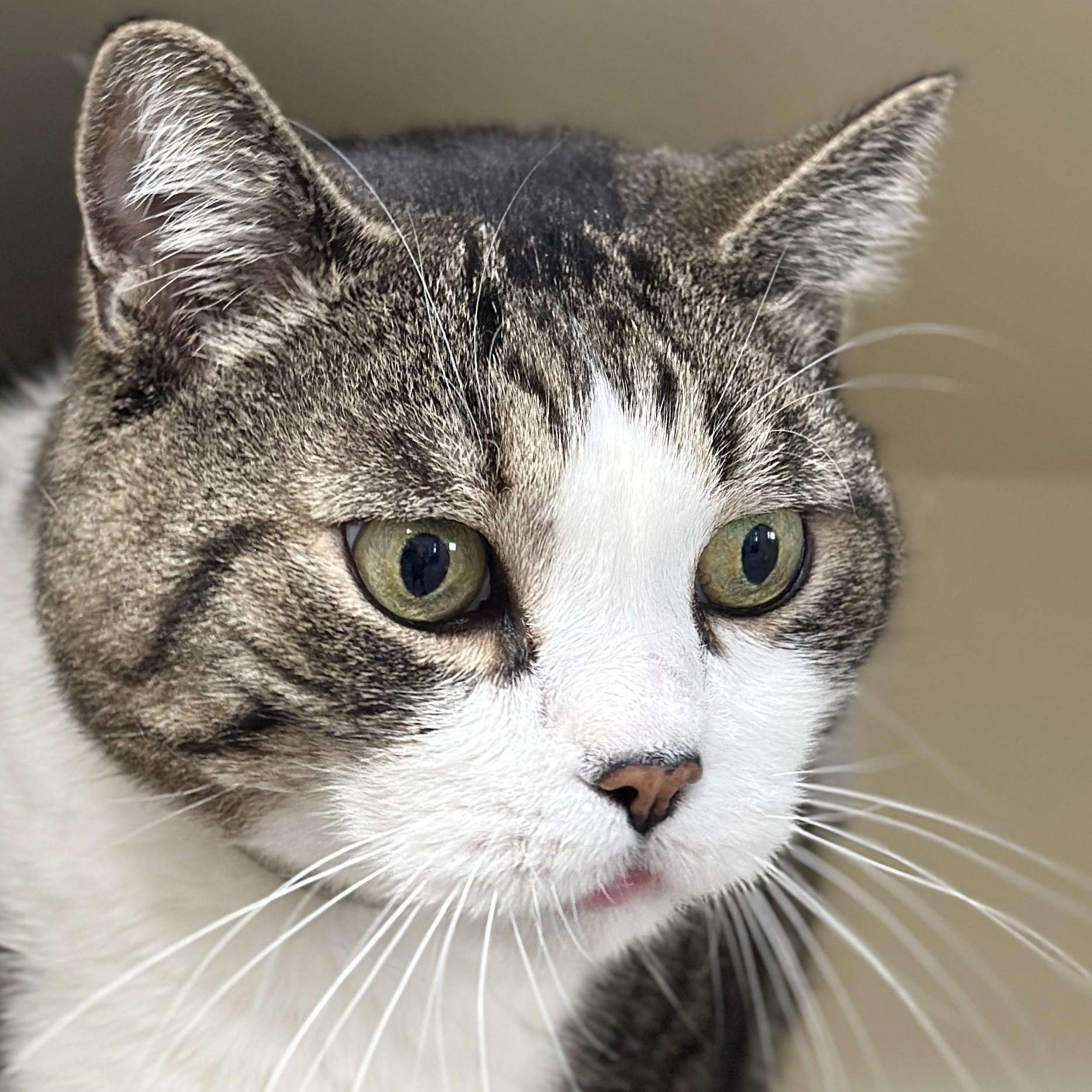Lord Byron, an adoptable Domestic Short Hair in Victor, NY image 1/6