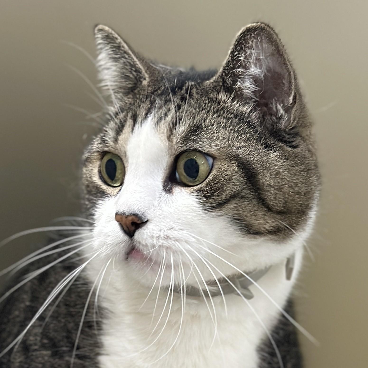 Lord Byron, an adoptable Domestic Short Hair in Victor, NY image 2/6