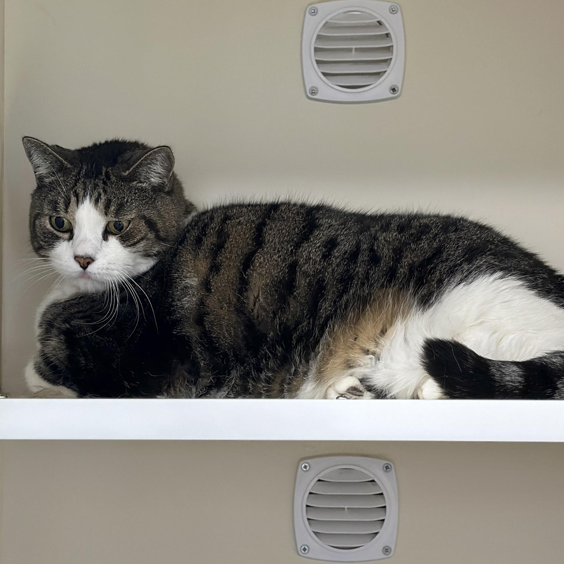 Lord Byron, an adoptable Domestic Short Hair in Victor, NY image 4/6