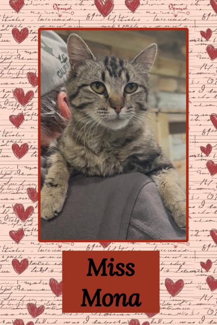 Mona, adopted, Young Female Domestic Short Hair.