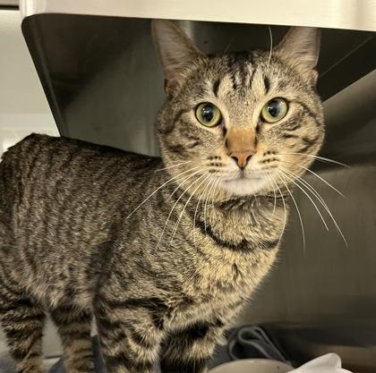 Enlarge Elvis, a Adoptable mixed breed in Carrollton, TX image 1/3