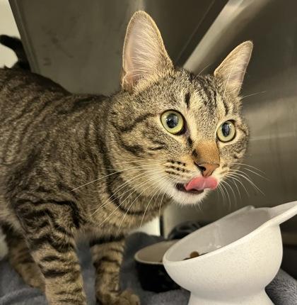 Enlarge Elvis, a Adoptable mixed breed in Carrollton, TX image 2/3