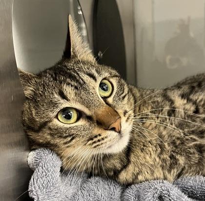 Enlarge Elvis, a Adoptable mixed breed in Carrollton, TX image 3/3