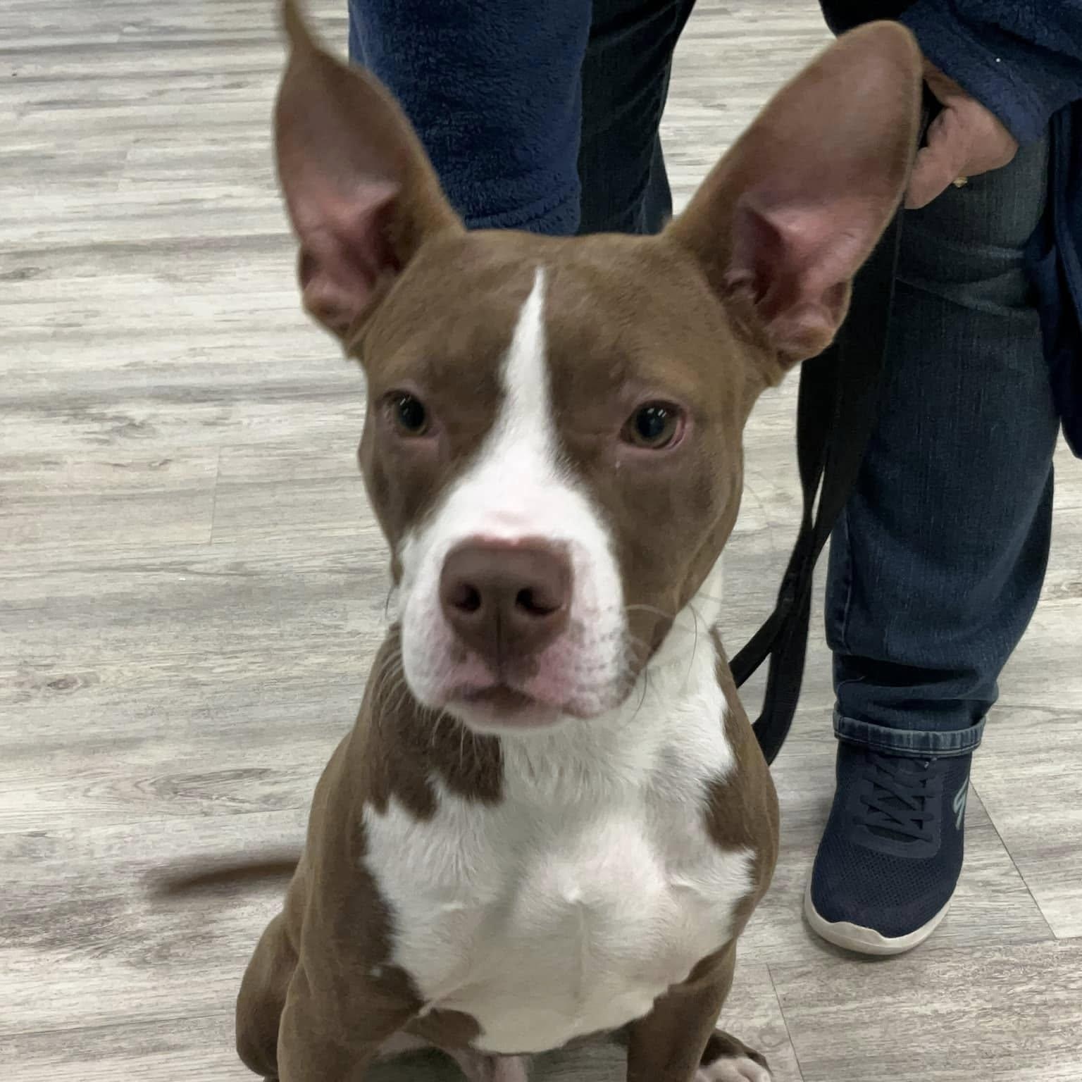 Bodie, an adopted mixed breed in Plainfield, IL image 2/4