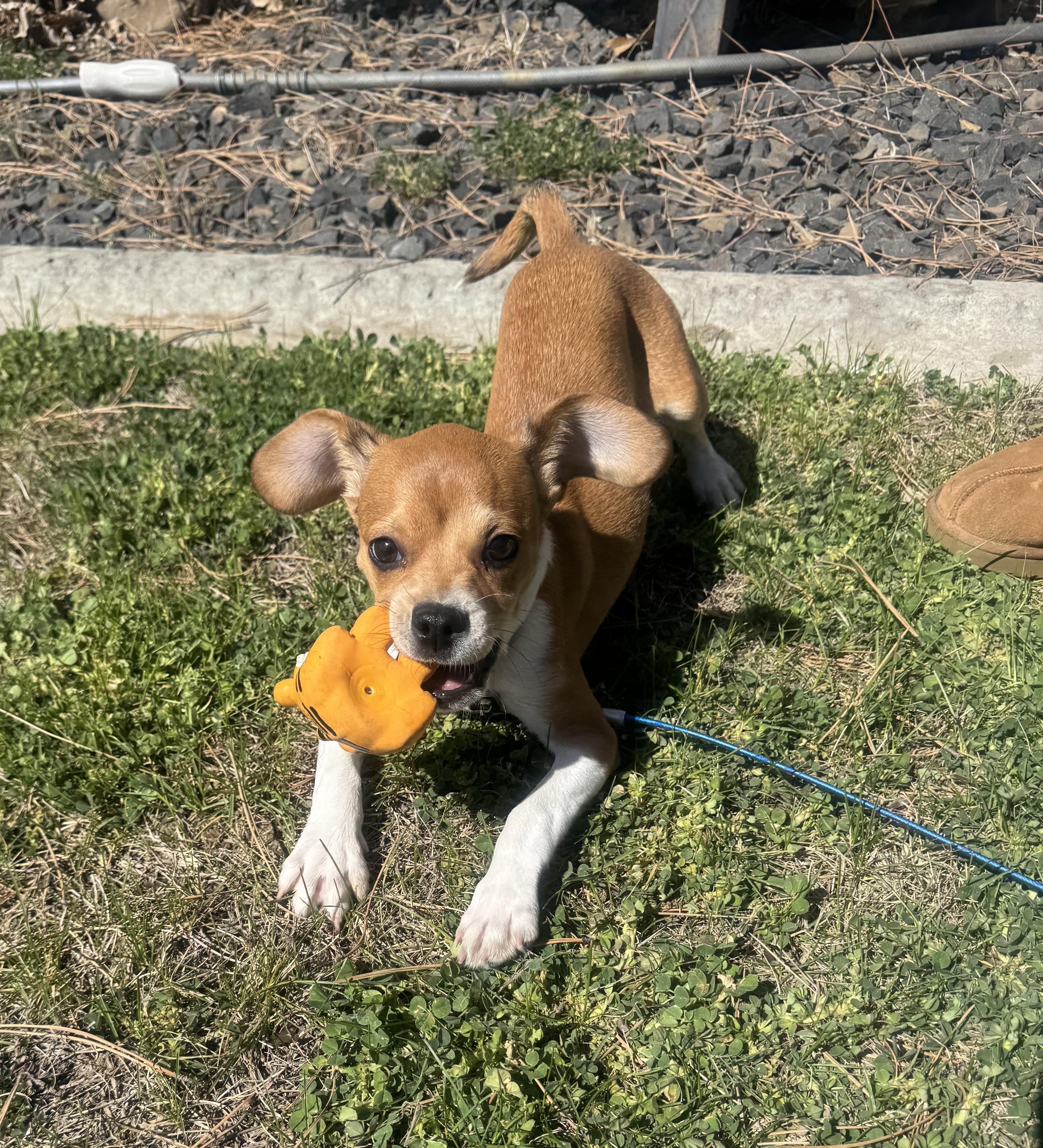 Enlarge Nikko, a ADOPTABLE Chihuahua in Bonney Lake, WA image 3/5