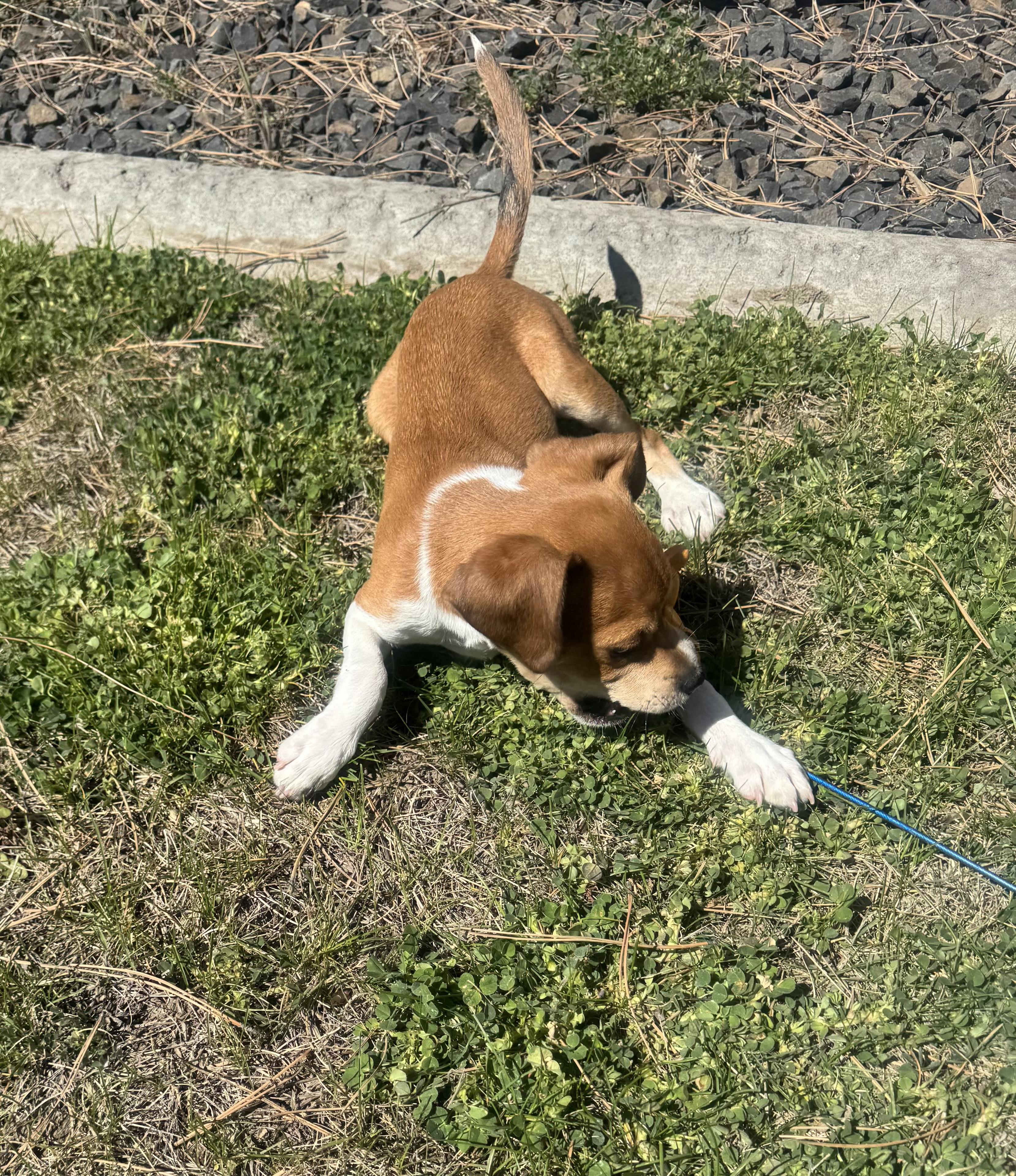 Enlarge Nikko, a ADOPTABLE Chihuahua in Bonney Lake, WA image 2/5