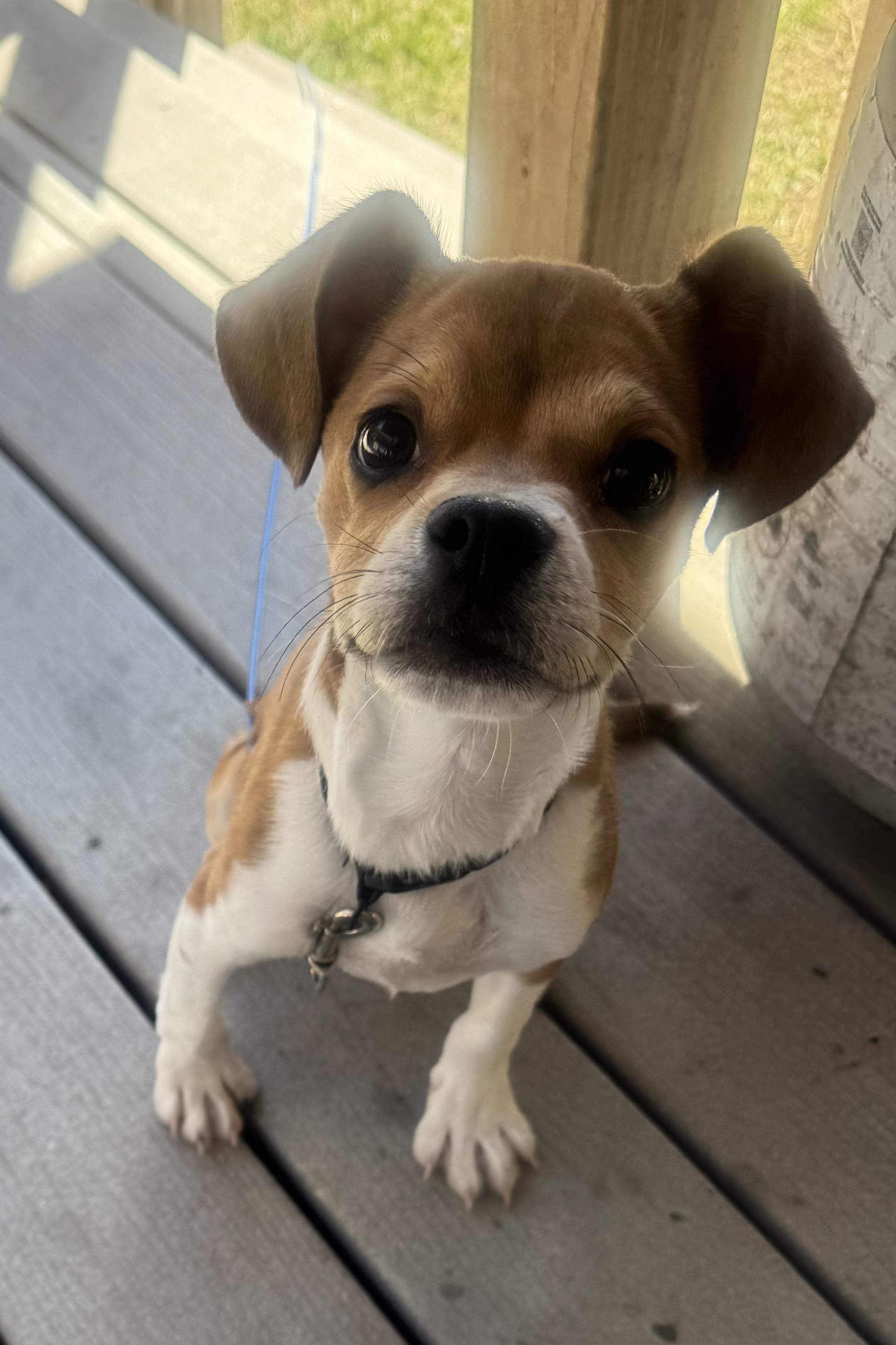 Enlarge Nikko, a ADOPTABLE Chihuahua in Bonney Lake, WA image 4/5