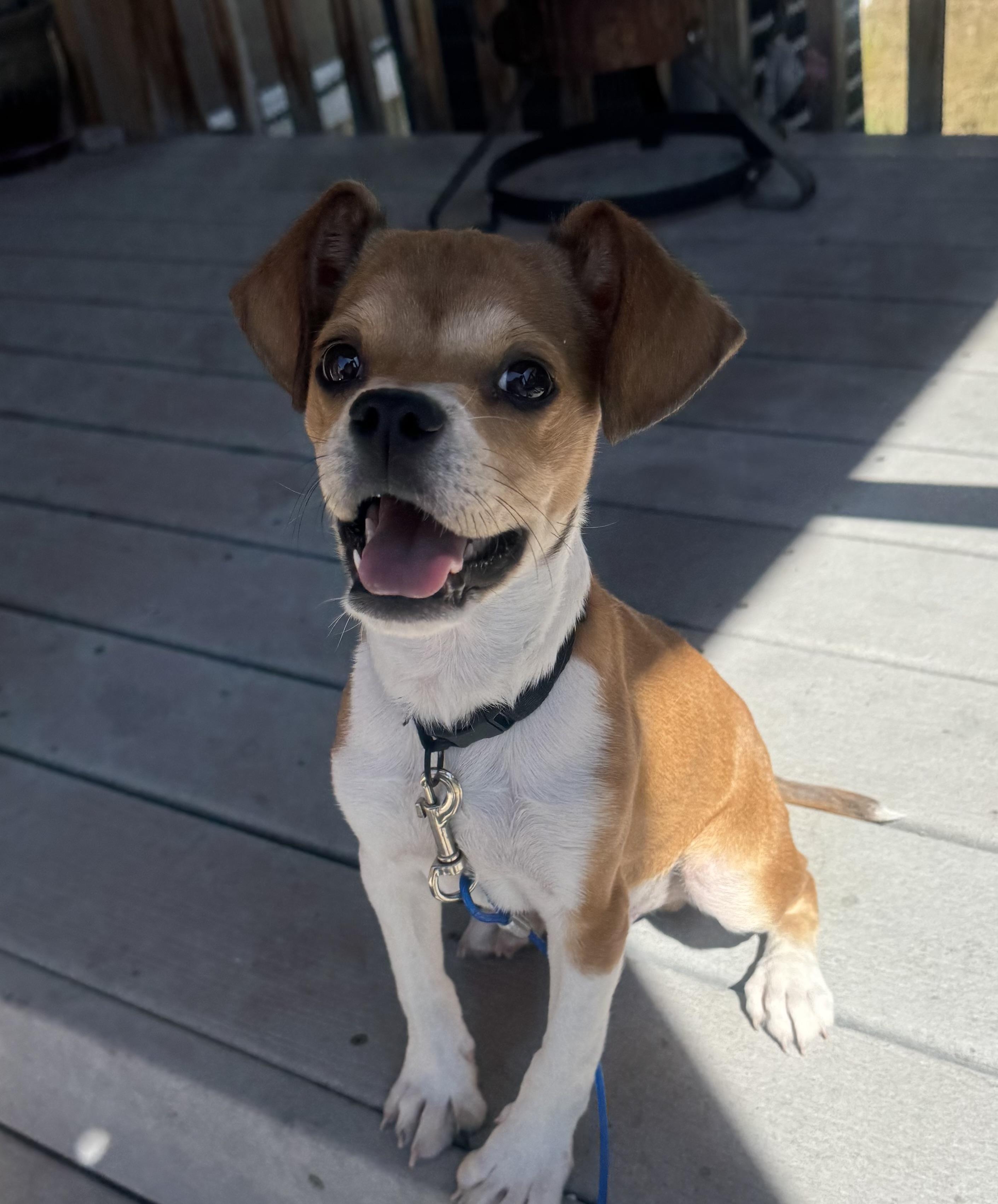 Enlarge Nikko, a ADOPTABLE Chihuahua in Bonney Lake, WA image 5/5