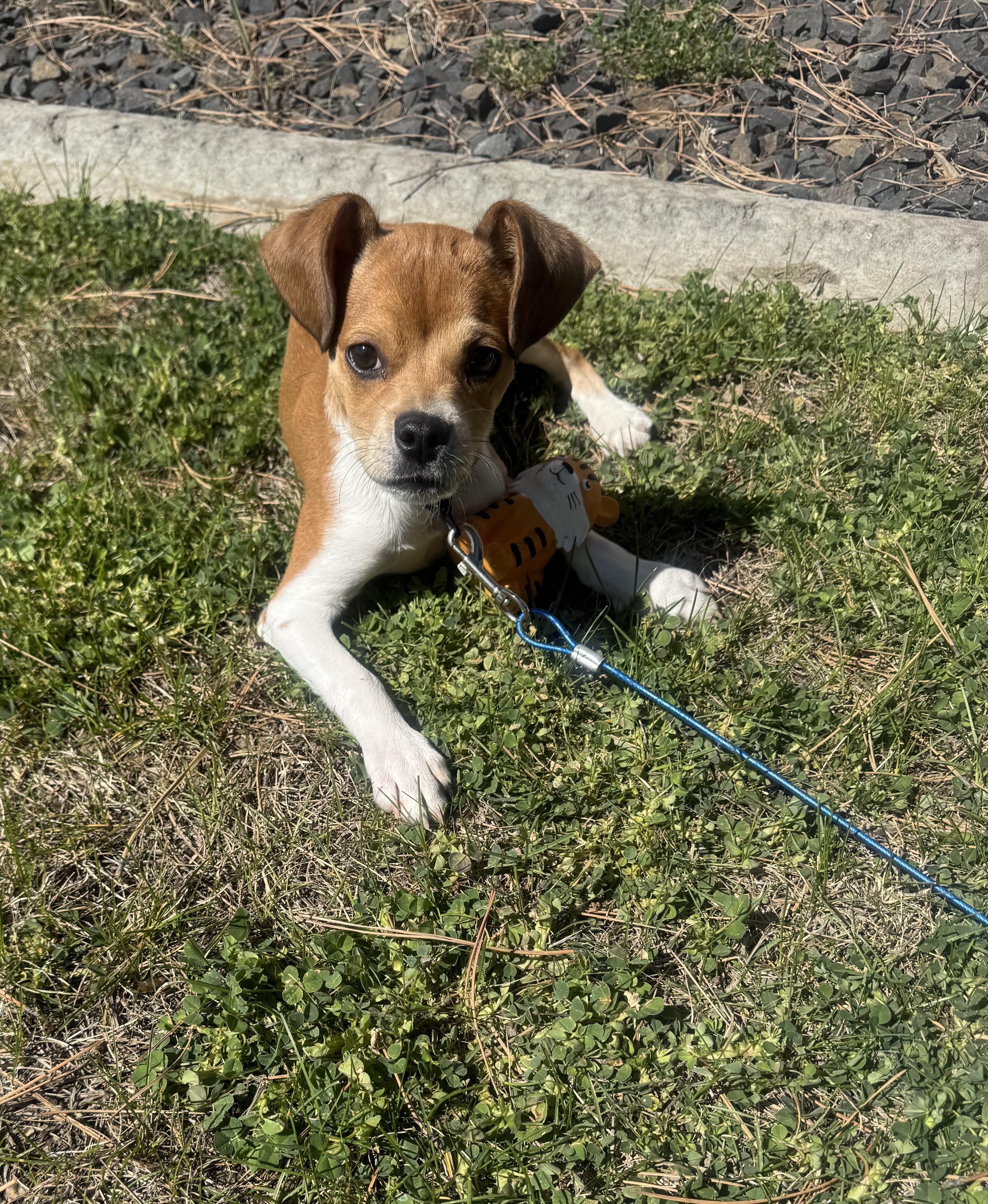 Nikko, ADOPTABLE, Puppy Male Chihuahua.