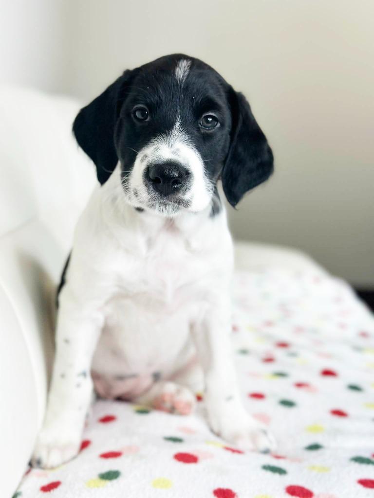 Cake Litter Strawberry Shortcake thumbnail 3