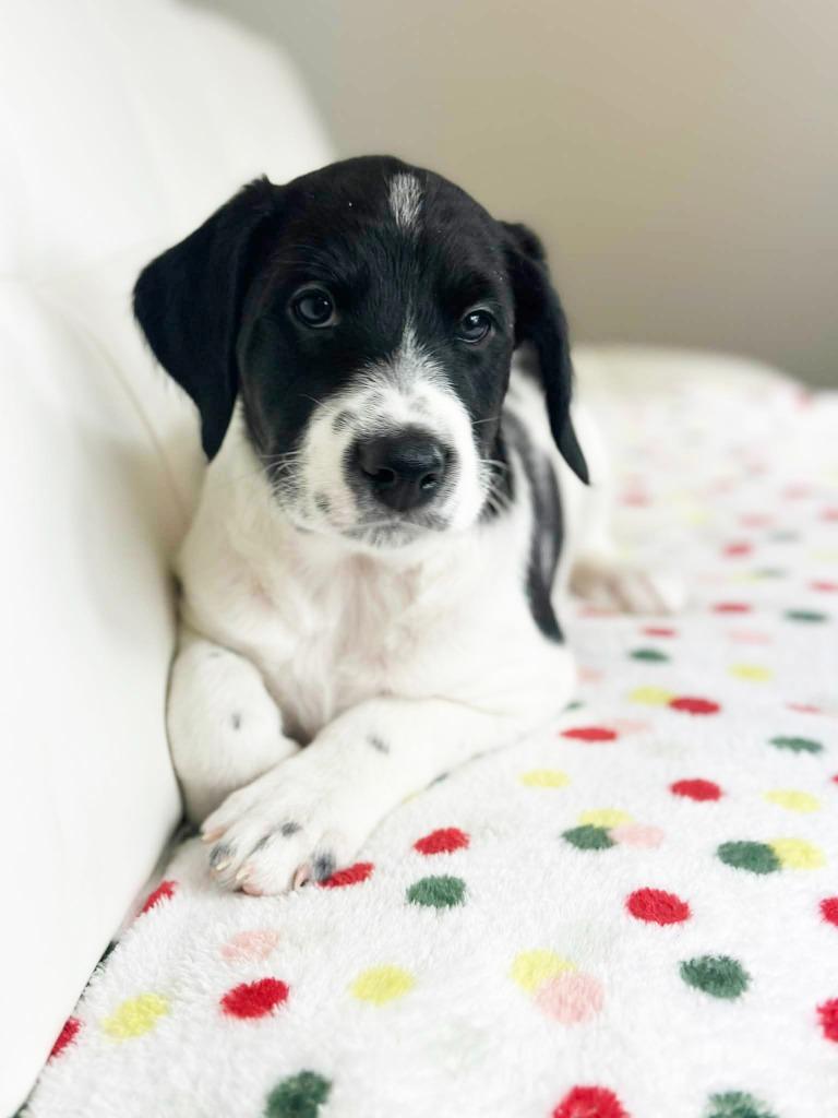 Cake Litter Strawberry Shortcake thumbnail 4