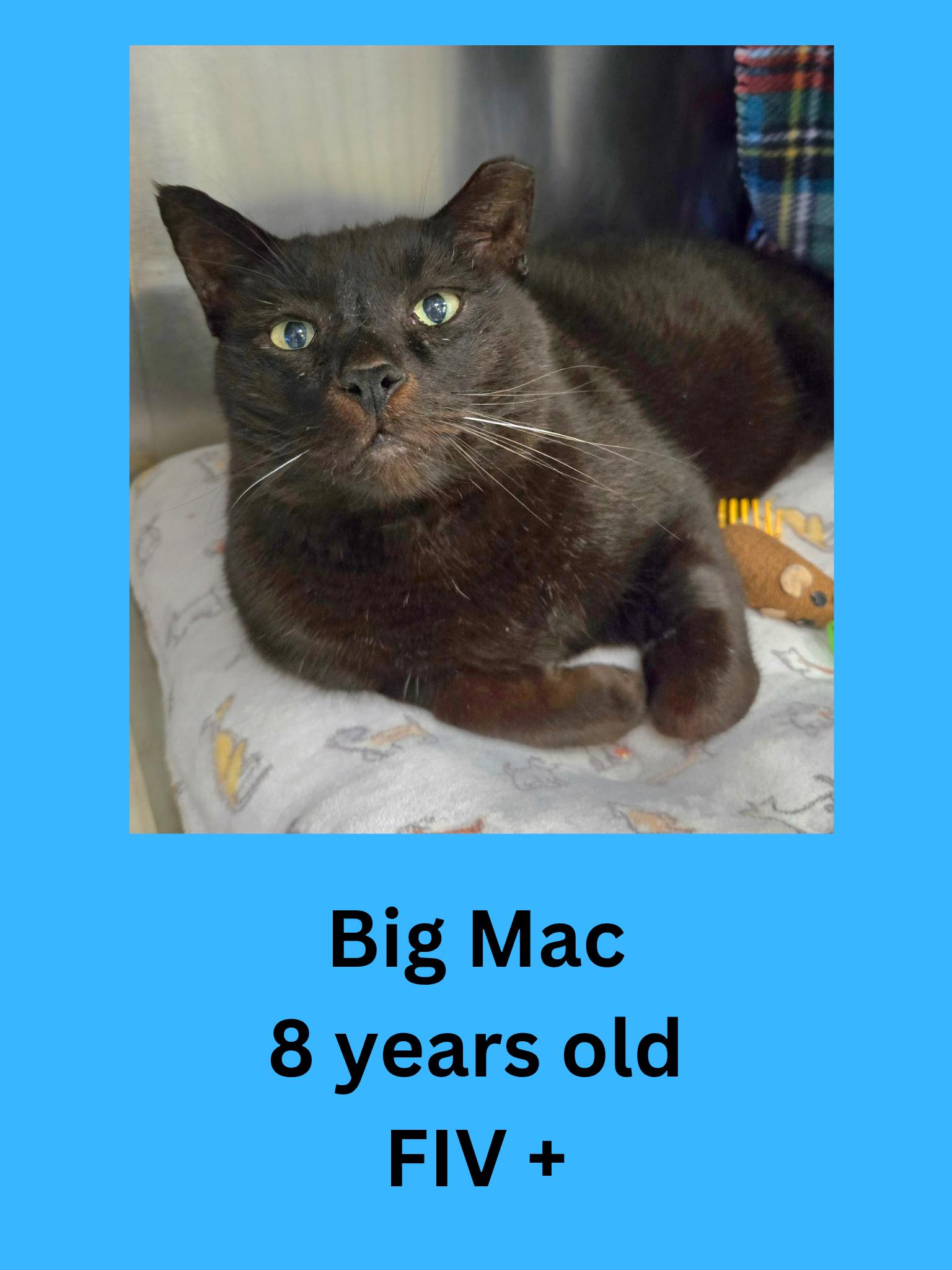 Enlarge Big Mac, a ADOPTABLE Domestic Short Hair in Ravenna, OH image 1/1