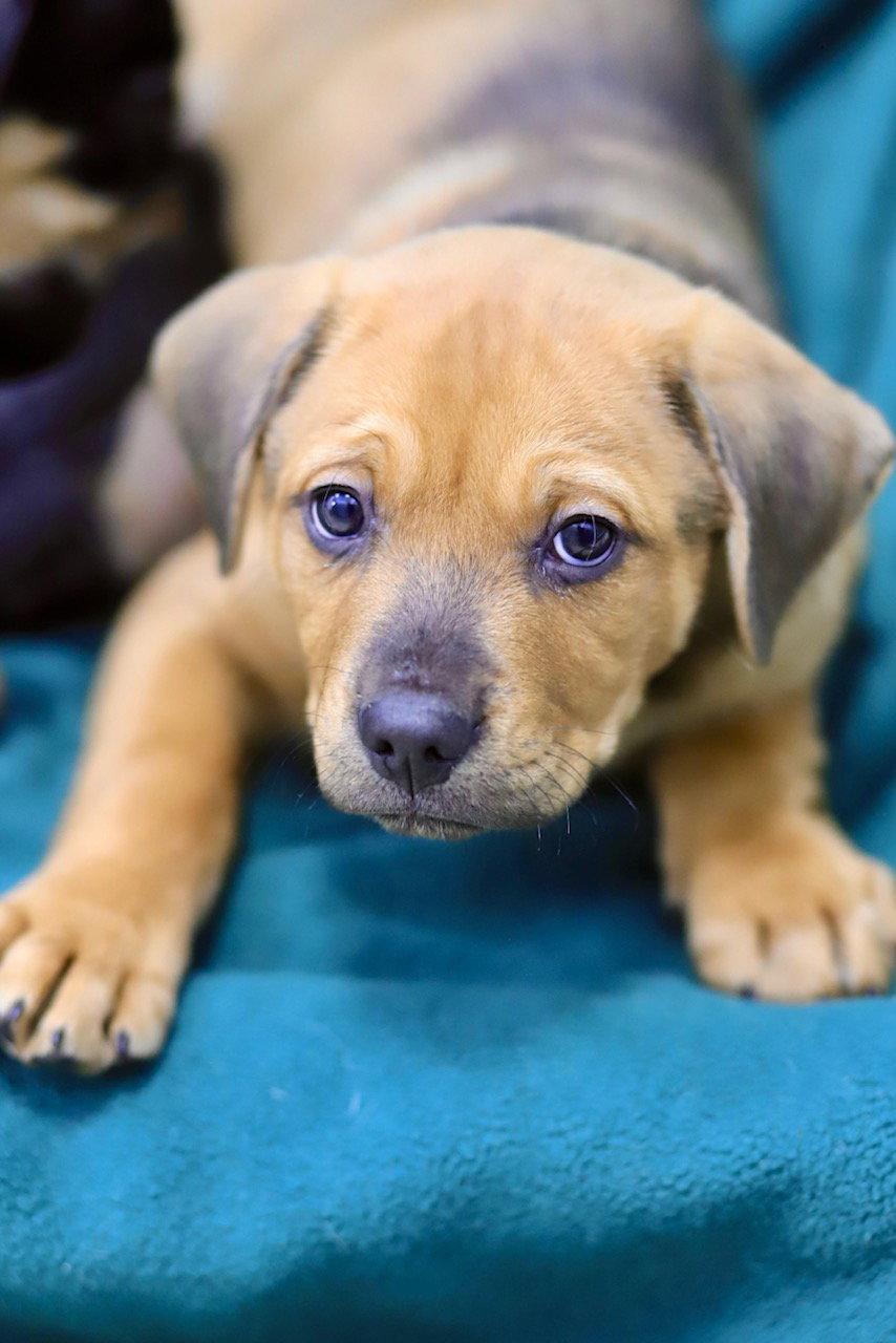 Dodge, Adoptable, Puppy Male Shepherd.
