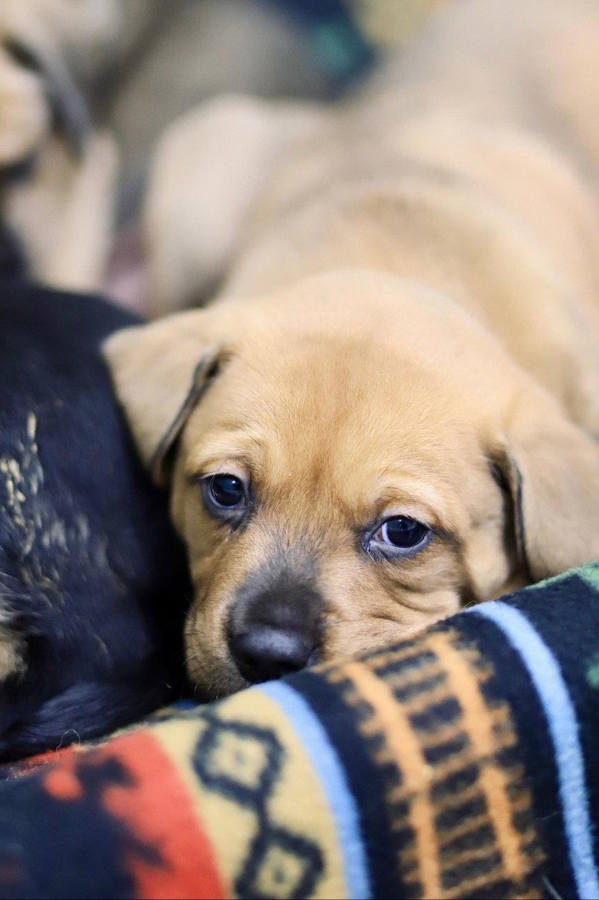 Enlarge Dodge, a Adoptable Shepherd in Webster, WI image 2/3