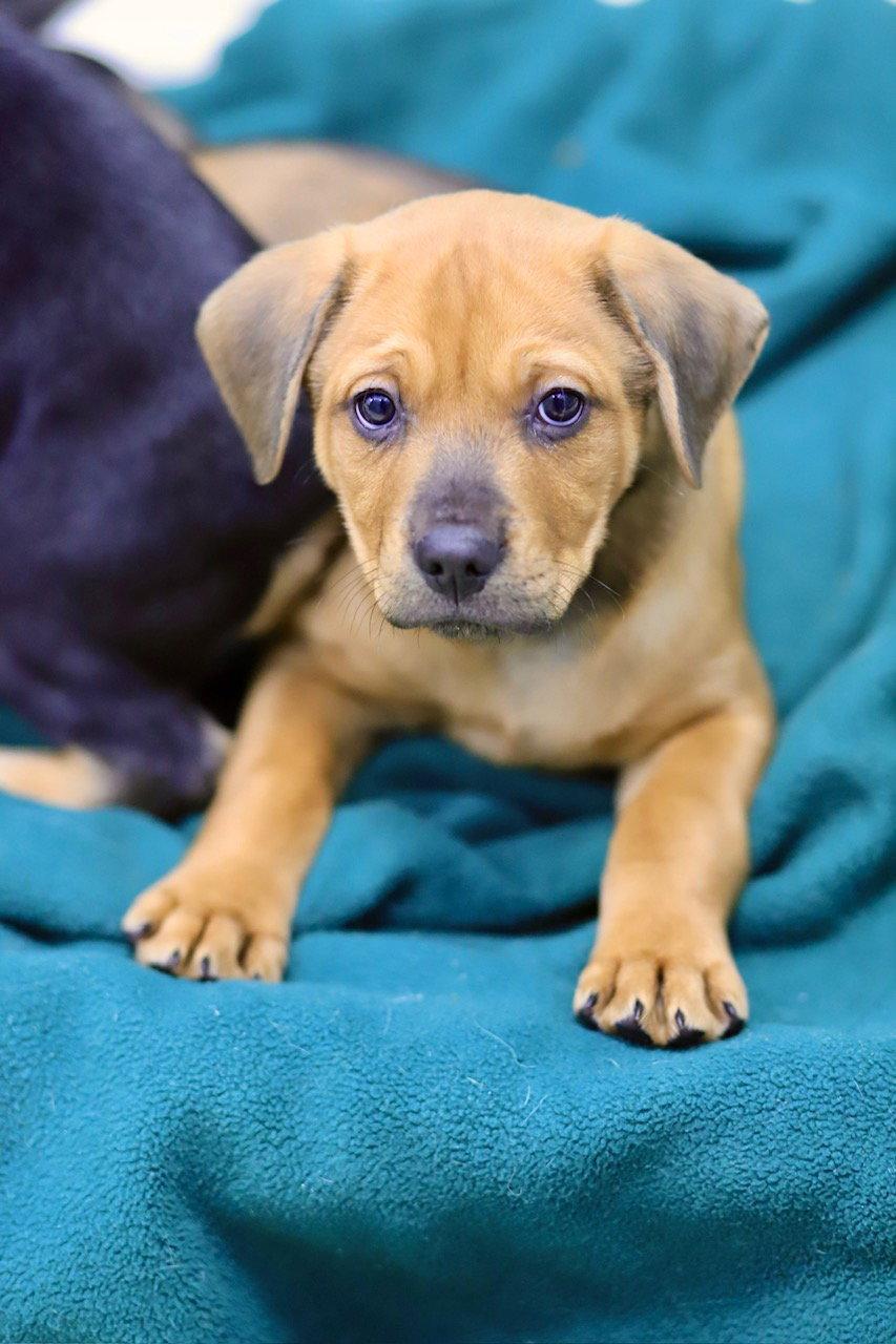 Enlarge Dodge, a Adoptable Shepherd in Webster, WI image 3/3