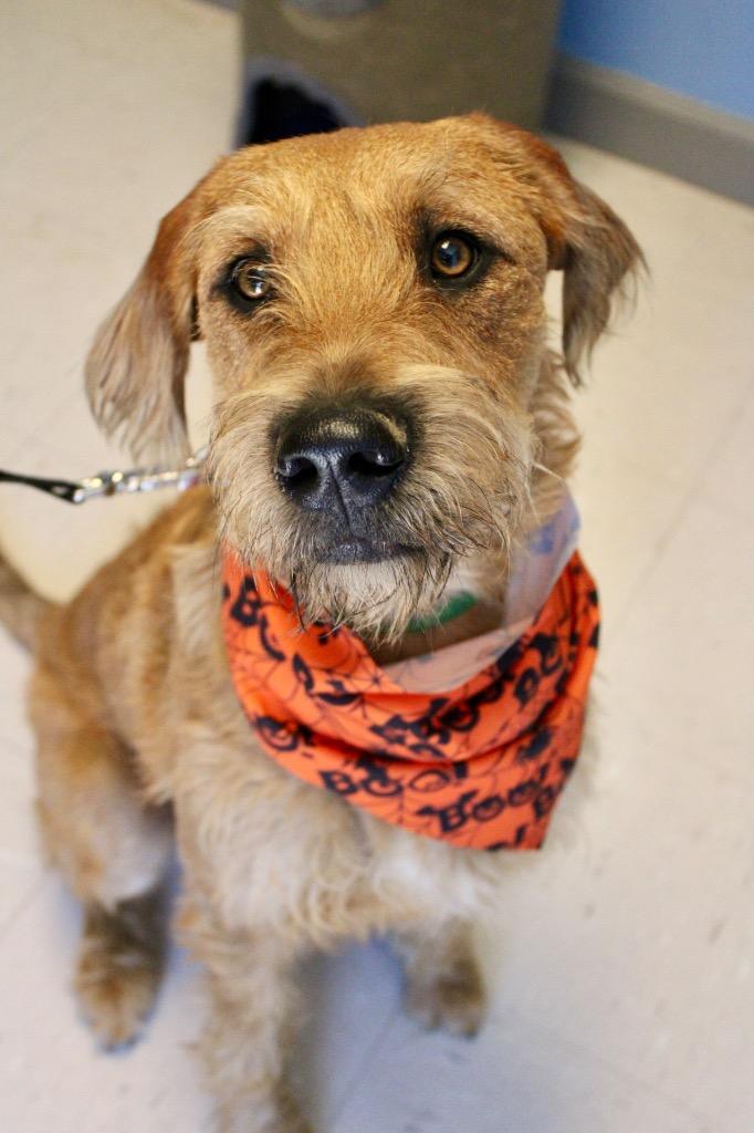 Teddy, Adoptable, Puppy Male Poodle & Golden Retriever.