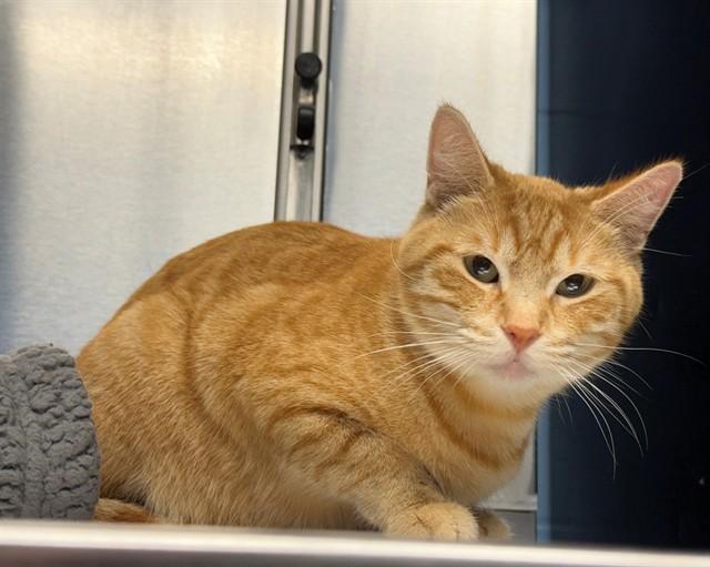 MEOWLISSA, Adoptable, Adult Female Domestic Short Hair.