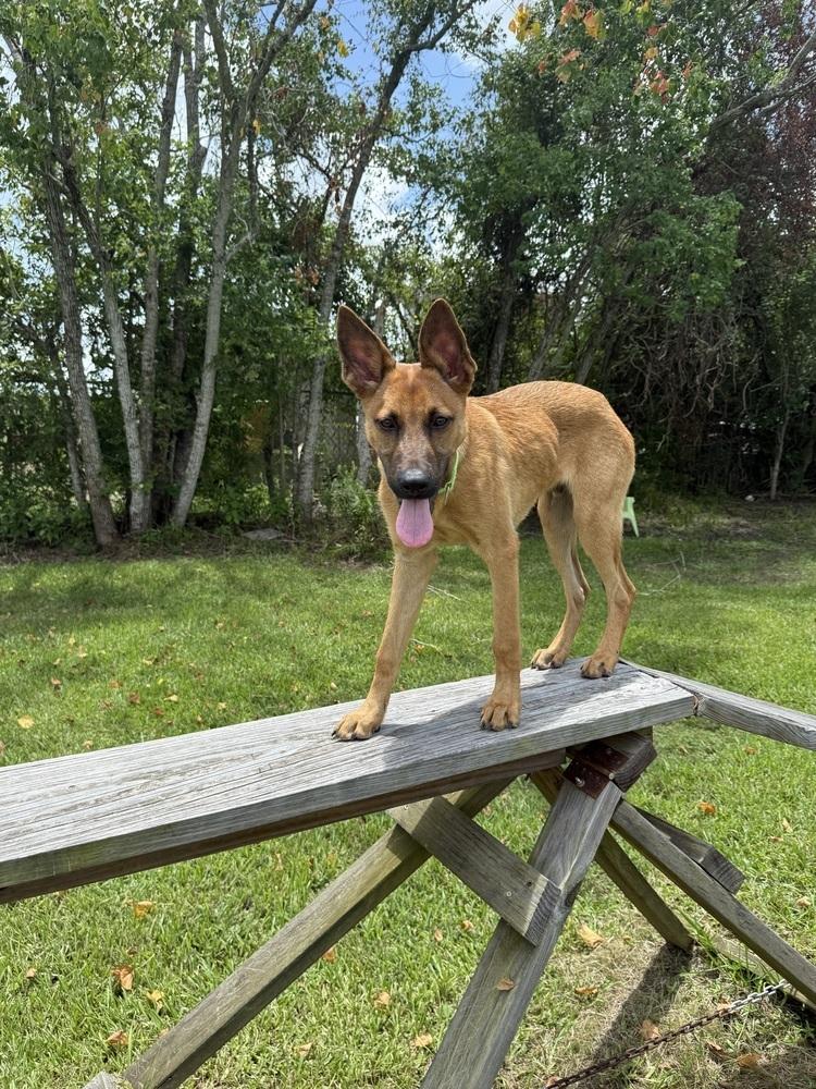 Angus, Adoptable, Young Male German Shepherd Dog.