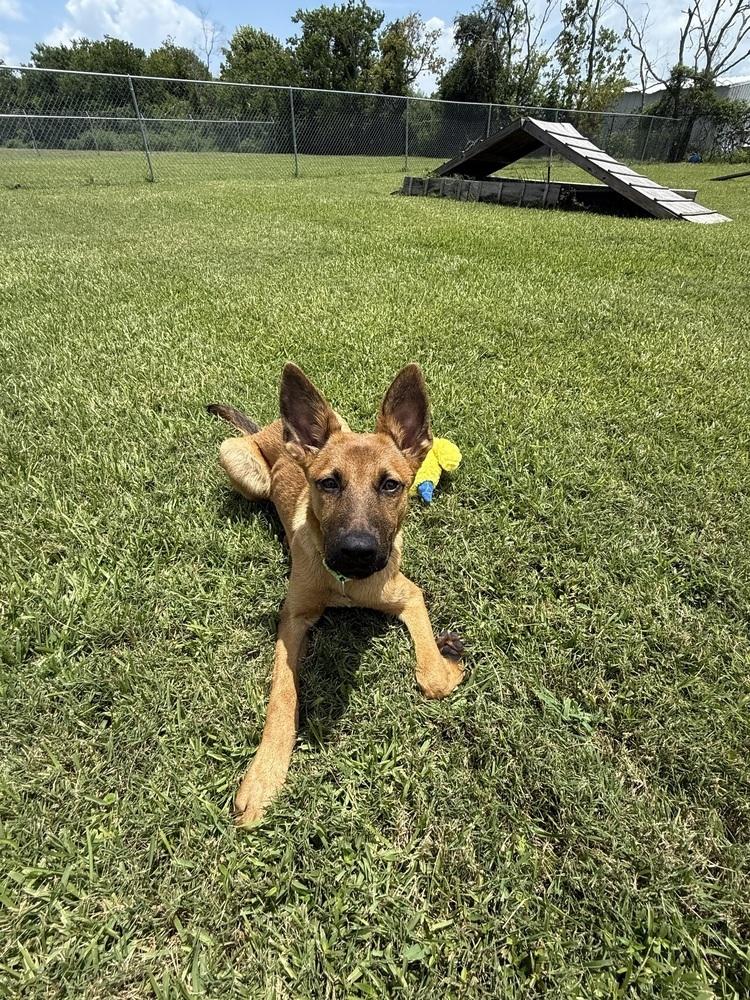 Enlarge Angus, a Adoptable mixed breed in San Leon, TX image 2/6