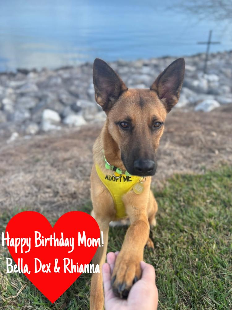 Enlarge Angus, a Adoptable mixed breed in San Leon, TX image 3/6