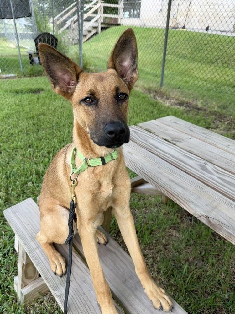 Enlarge Angus, a Adoptable mixed breed in San Leon, TX image 4/6
