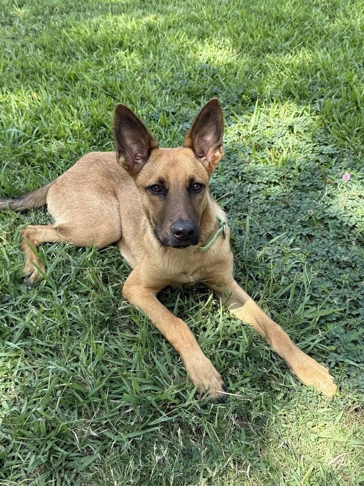 Enlarge Angus, a Adoptable mixed breed in San Leon, TX image 5/6