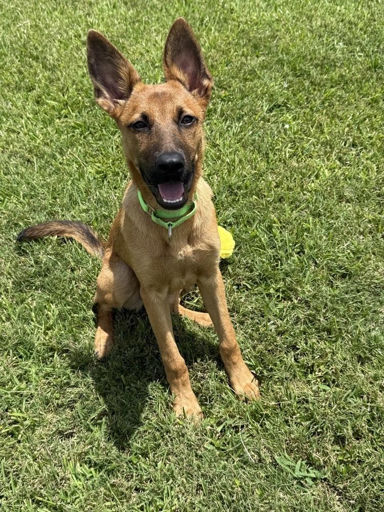 Enlarge Angus, a Adoptable mixed breed in San Leon, TX image 6/6