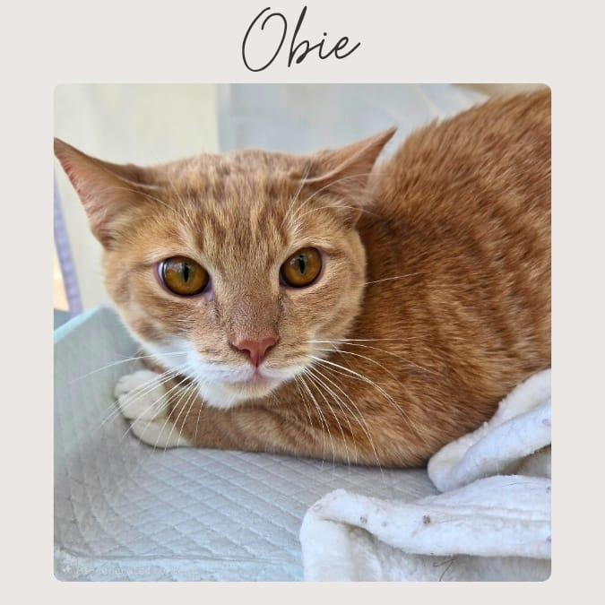 OBIE, Adoptable, Young Male Domestic Short Hair & Tabby.