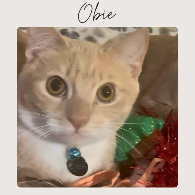 OBIE, Adoptable, Young Male Domestic Short Hair & Tabby.