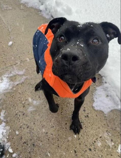 Bishop, Adoptable, Adult Male American Staffordshire Terrier.