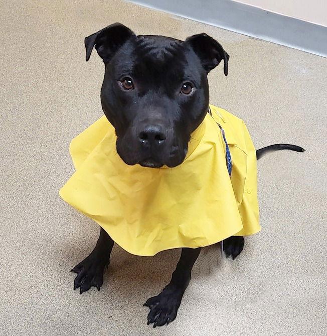 Bishop, Adoptable, Adult Male American Staffordshire Terrier.